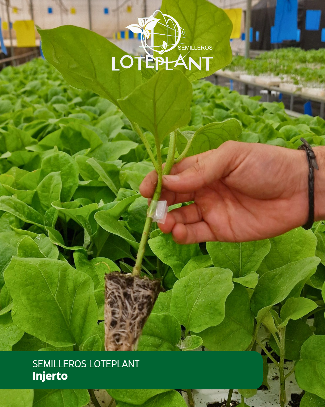 Loteplant Injerto
