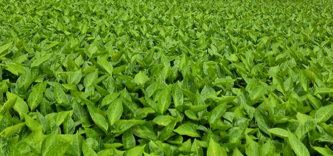 pimiento